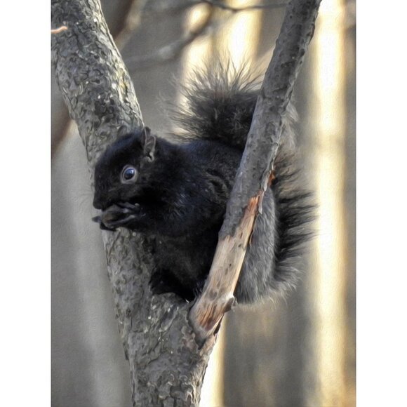 Black Squirrel Eating in‎ a Tree Oil Painting Art Photography Print - Picture 1 of 4
